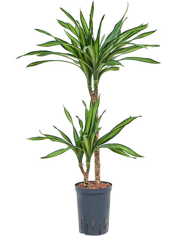 Dracaena fragrans 'Riki'