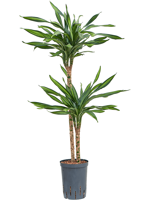 Dracaena fragrans 'Riki'