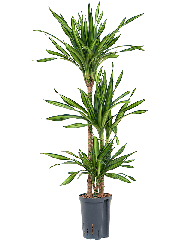 Dracaena fragrans 'Riki'