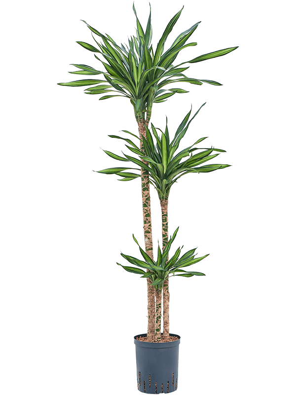 Dracaena fragrans 'Riki'