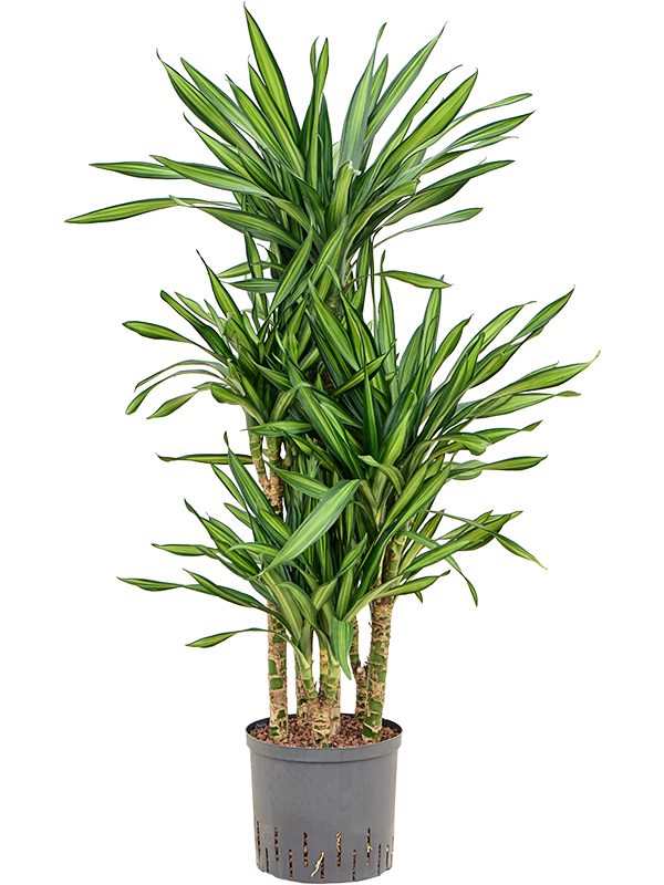 Dracaena fragrans 'Riki'