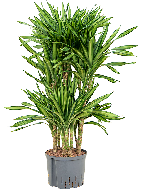 Dracaena fragrans 'Riki'