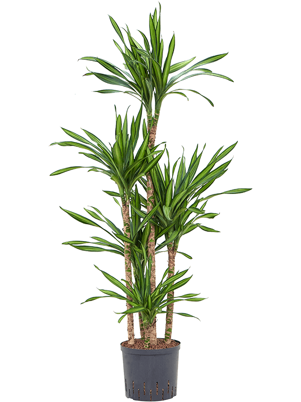 Dracaena fragrans 'Riki'
