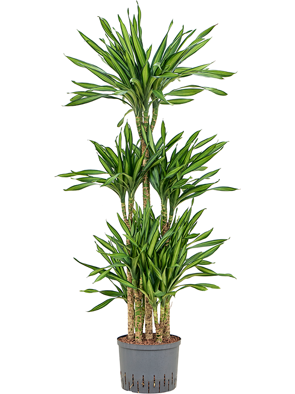 Dracaena fragrans 'Riki'