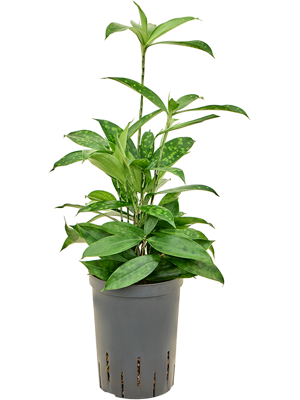 Dracaena surculosa