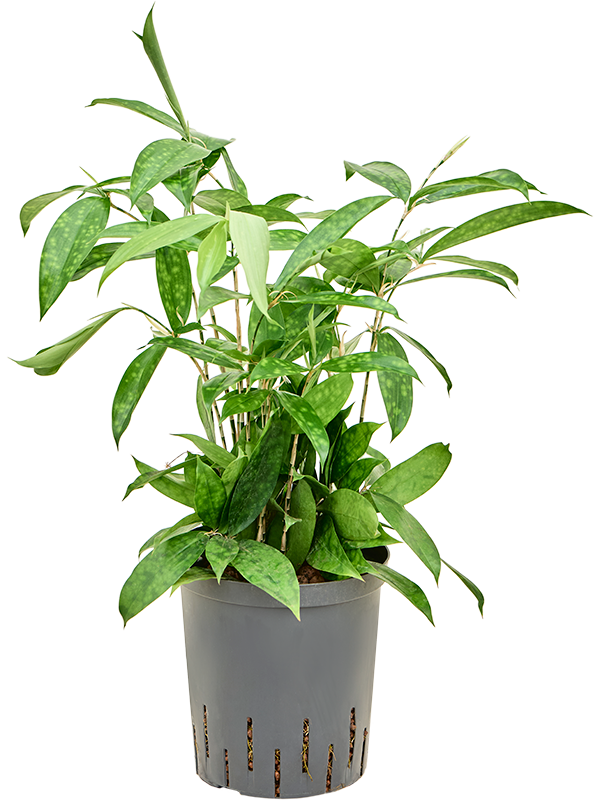 Dracaena surculosa