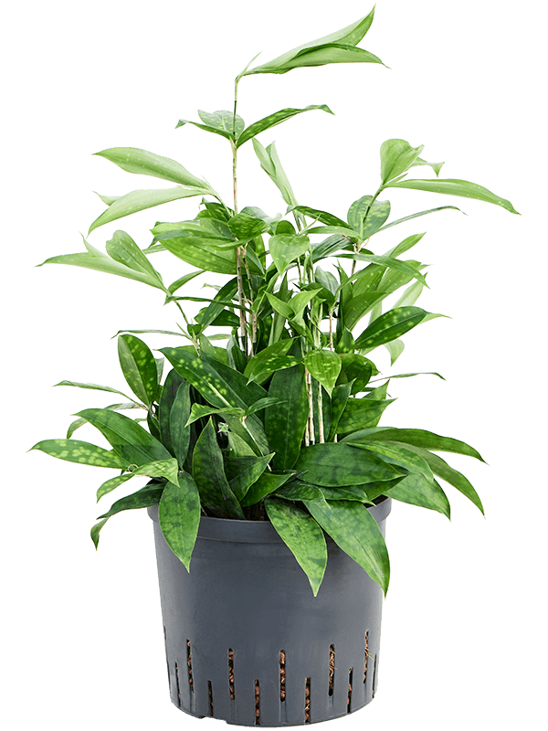 Dracaena surculosa