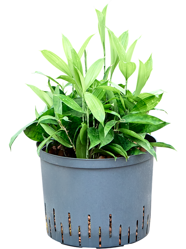 Dracaena surculosa