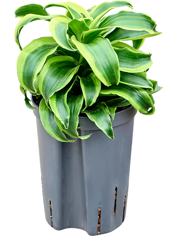 Dracaena fragrans 'Tornado'