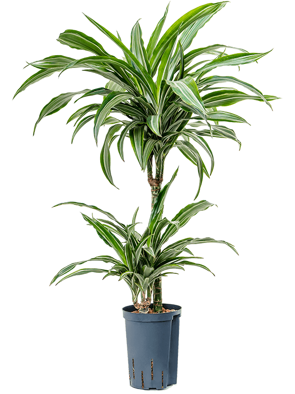 Dracaena fragrans 'Ulises'