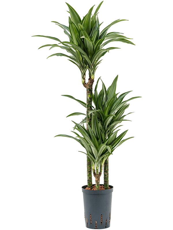 Dracaena fragrans 'Ulises'