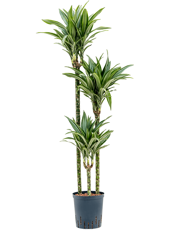 Dracaena fragrans 'Ulises'