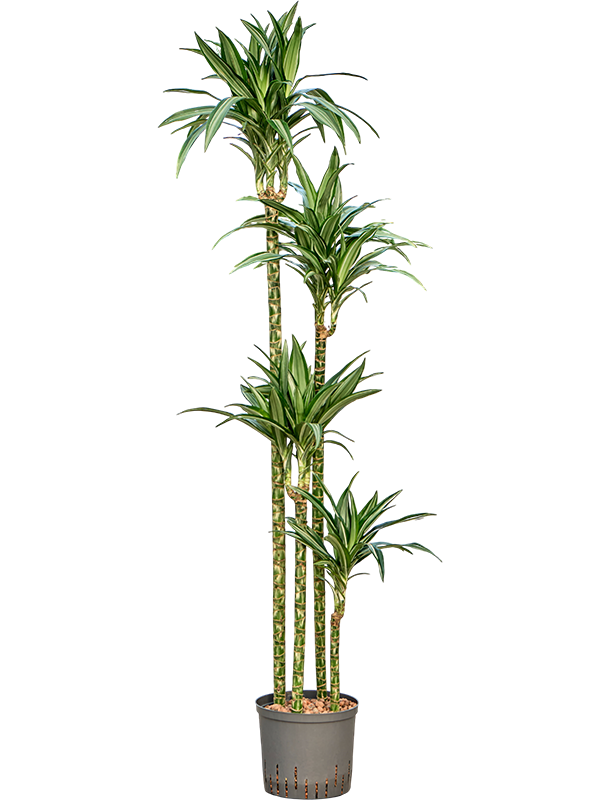 Dracaena fragrans 'Ulises'