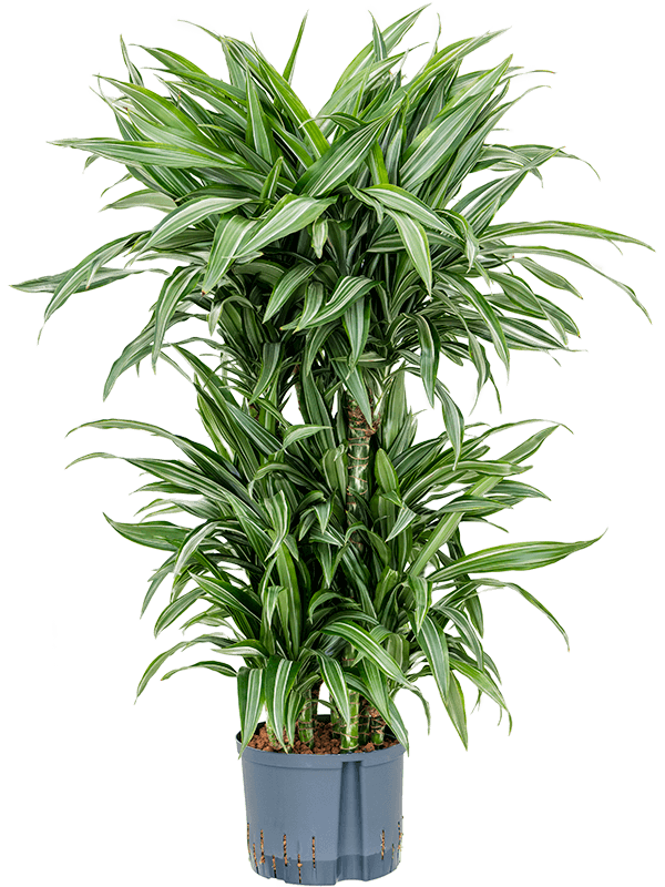 Dracaena fragrans 'Ulises'