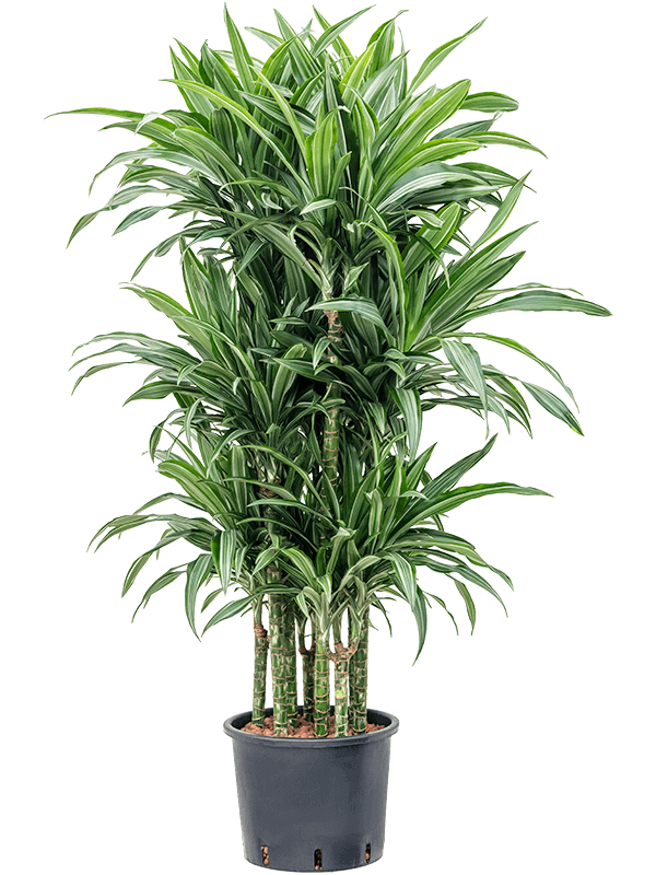 Dracaena fragrans 'Ulises'