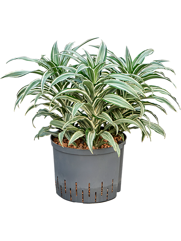 Dracaena warneckii 'Compacta'