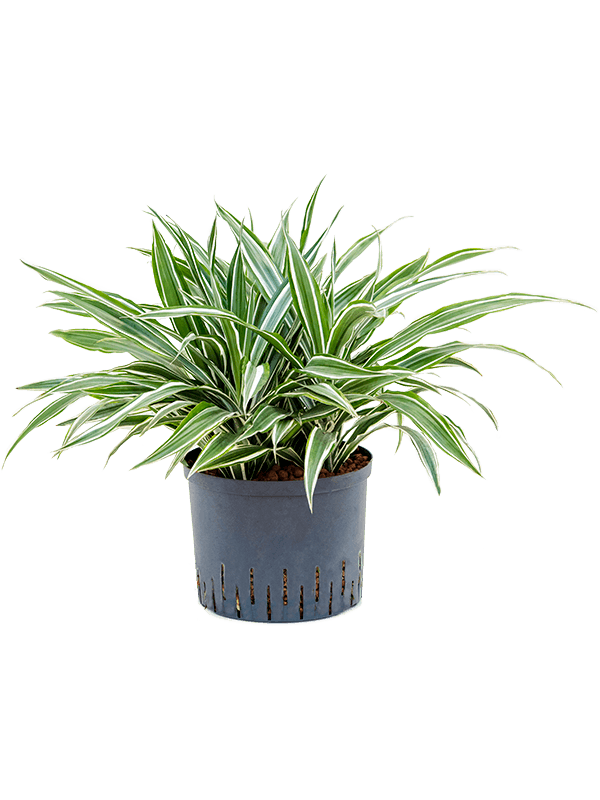 Dracaena deremensis 'White Stripe'