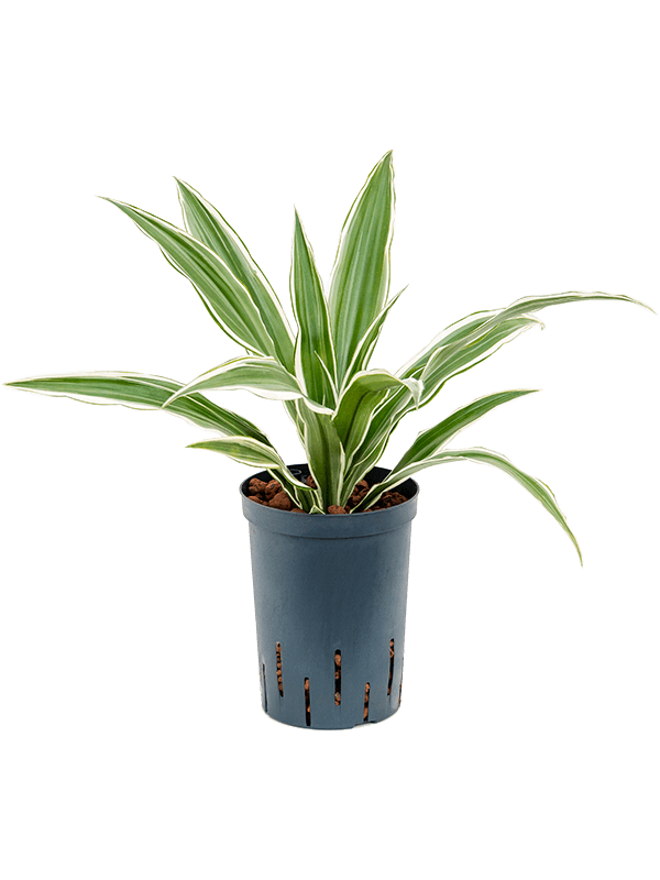 Dracaena deremensis 'White Stripe'
