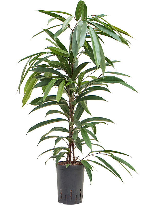 Ficus binnendijkii 'Amstel King'