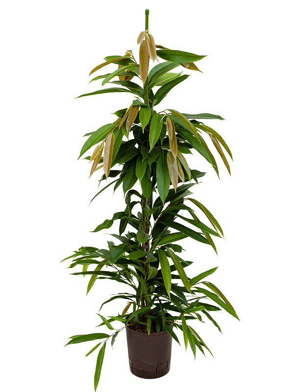 Ficus binnendijkii 'Amstel King'