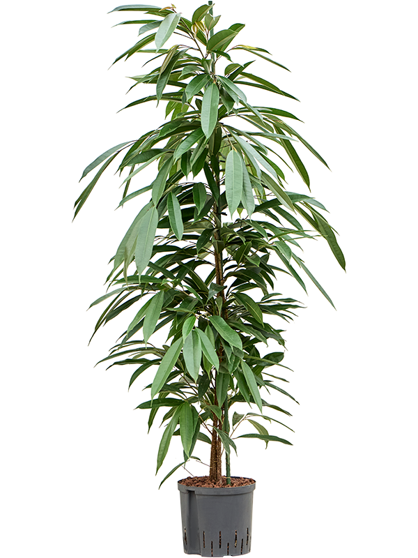 Ficus binnendijkii 'Amstel King'