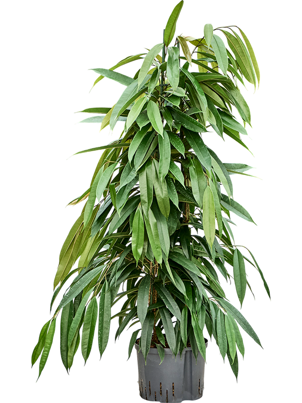 Ficus binnendijkii 'Amstel King'