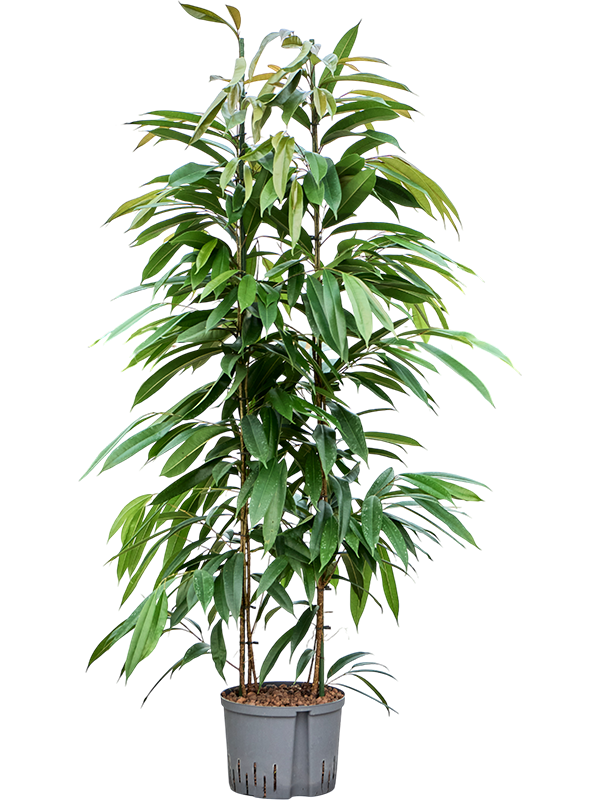 Ficus binnendijkii 'Amstel King'