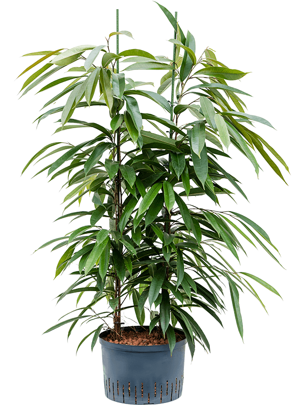 Ficus binnendijkii 'Amstel King'