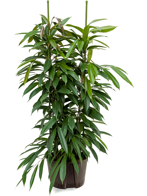 Ficus binnendijkii 'Amstel King'