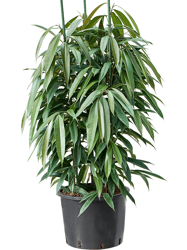 Ficus binnendijkii 'Amstel King'