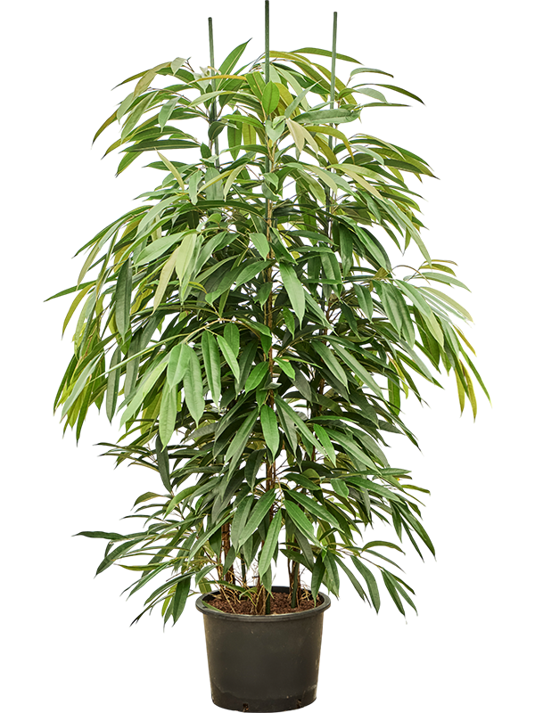 Ficus binnendijkii 'Amstel King'
