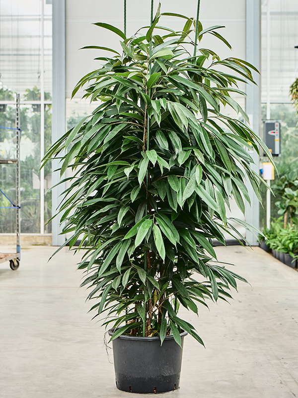 Ficus binnendijkii 'Amstel King'