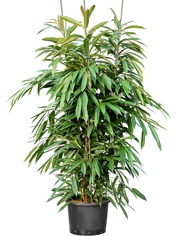 Ficus binnendijkii 'Amstel King'