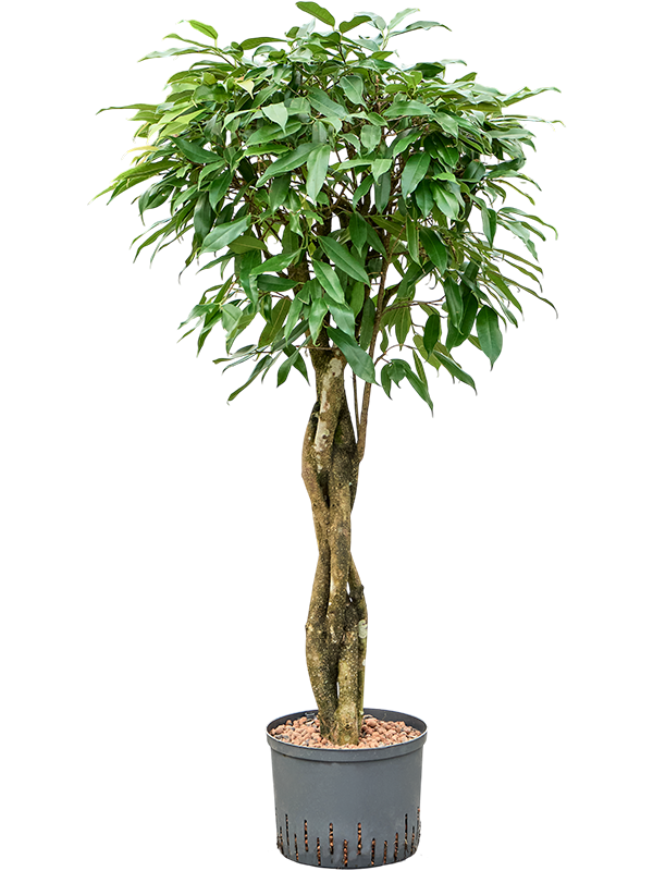 Ficus binnendijkii 'Amstel King'