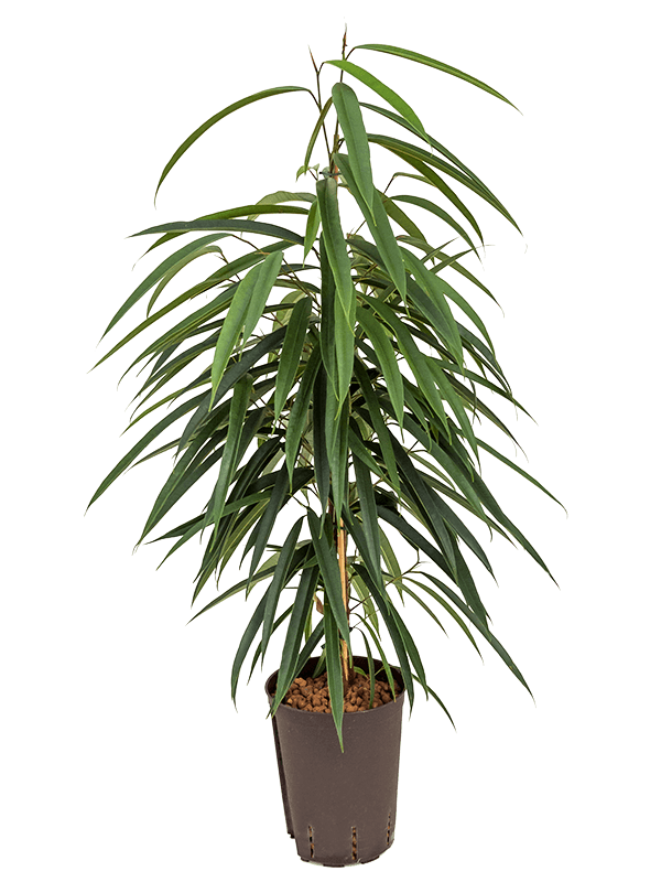 Ficus binnendijkii 'Alii'