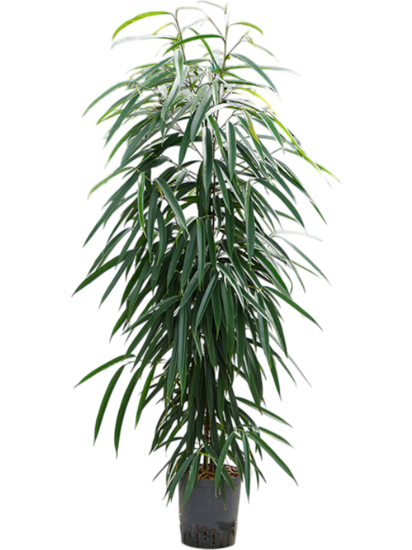 Ficus binnendijkii 'Alii'