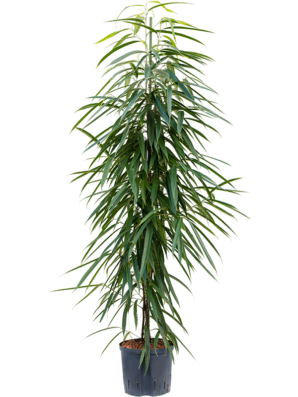 Ficus binnendijkii 'Alii'