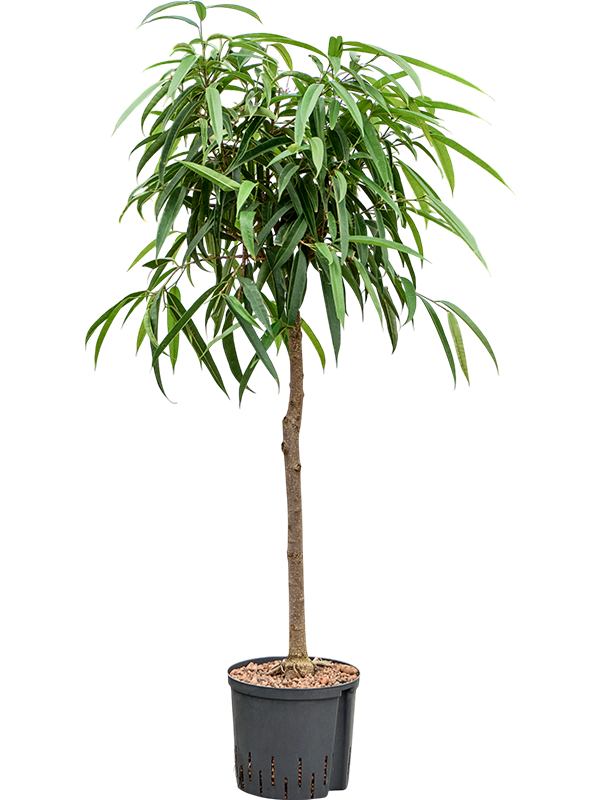 Ficus binnendijkii 'Alii'