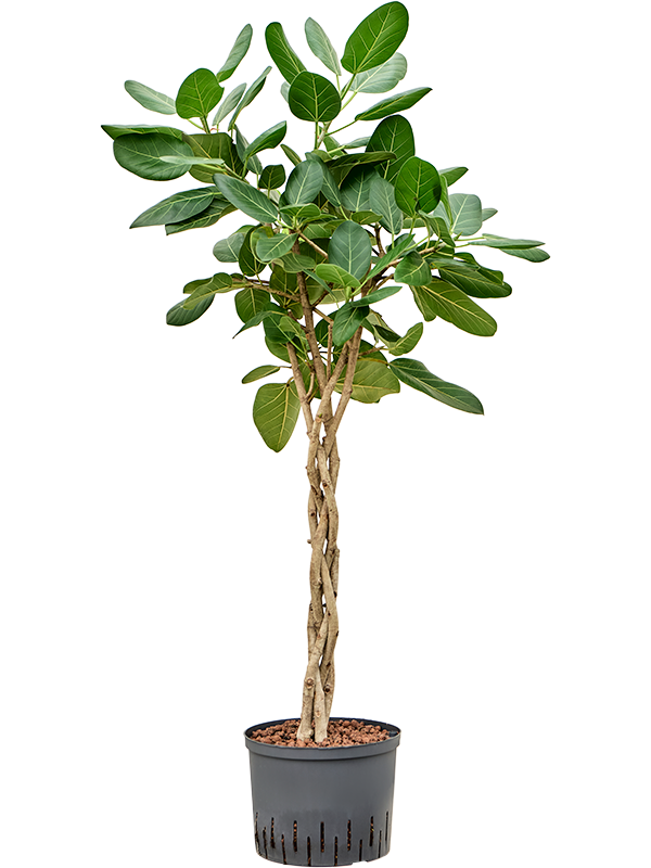 Ficus benghalensis 'Audrey'