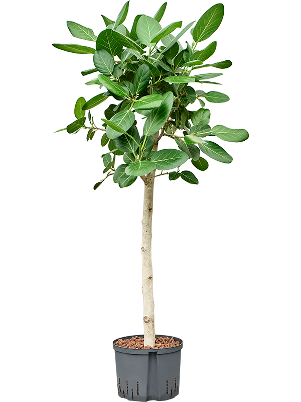 Ficus benghalensis 'Audrey'