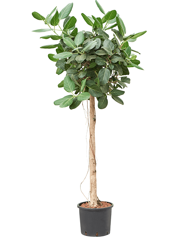 Ficus benghalensis 'Audrey'