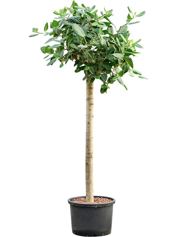 Ficus benghalensis 'Audrey'