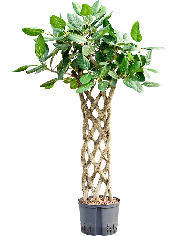 Ficus benghalensis 'Audrey'