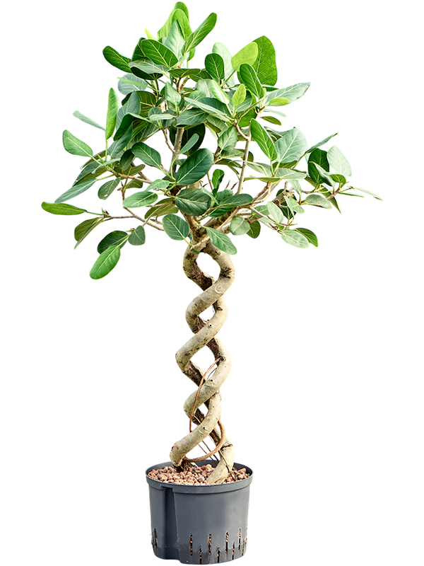 Ficus benghalensis 'Audrey'