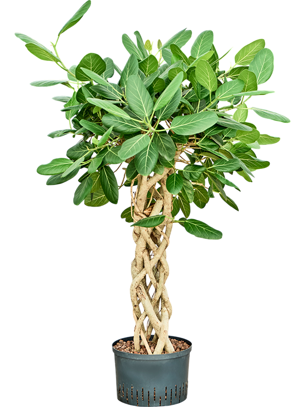 Ficus benghalensis 'Audrey'