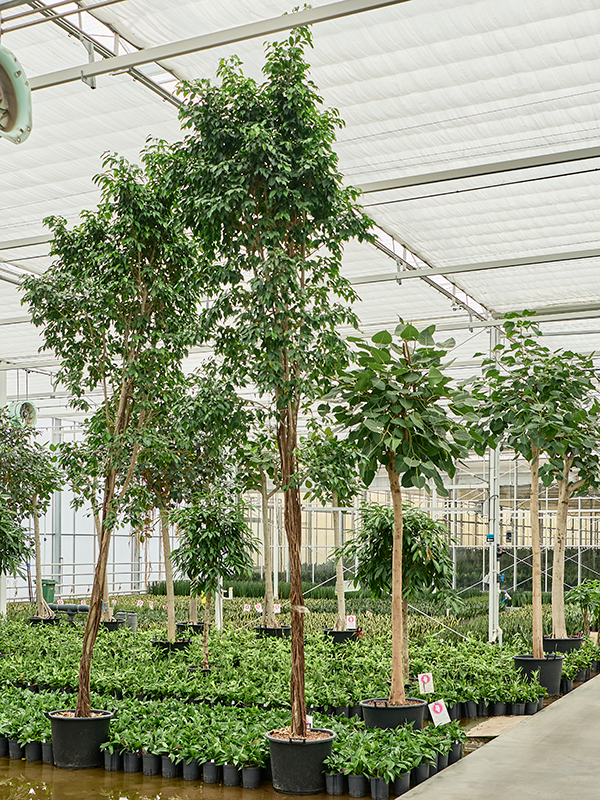 Ficus benjamina 'Columnar'