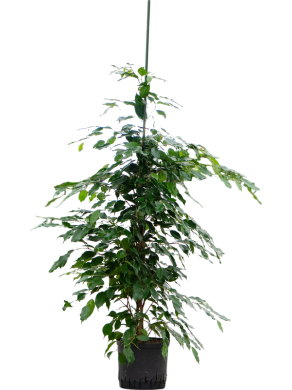 Ficus benjamina 'Danita'