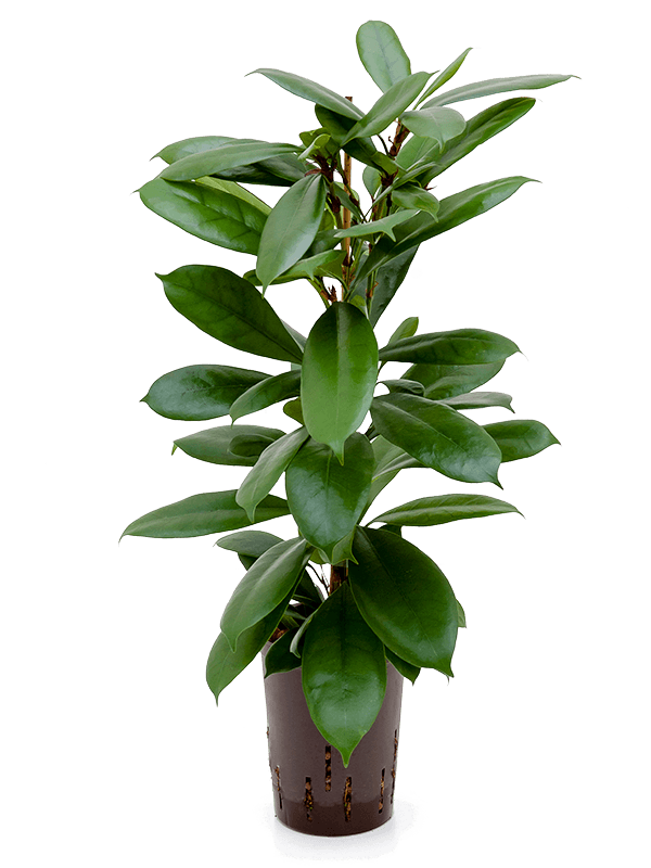 Ficus cyathistipula