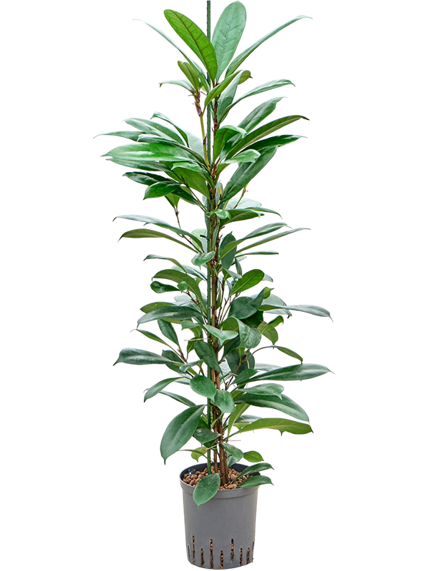 Ficus cyathistipula