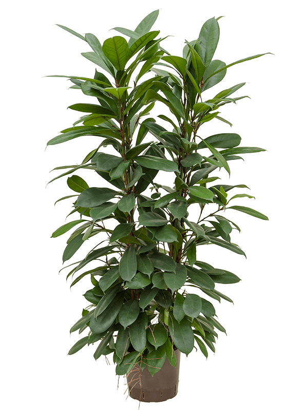 Ficus cyathistipula